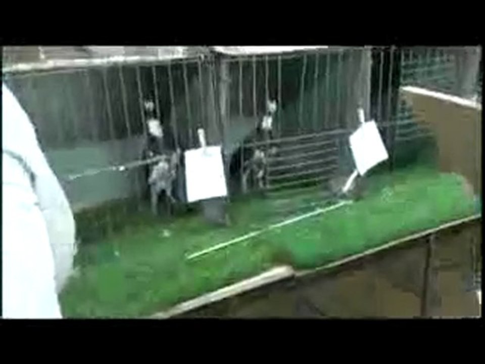 bağdadı güvercin festivali 3 www.guvercinrehberi.com