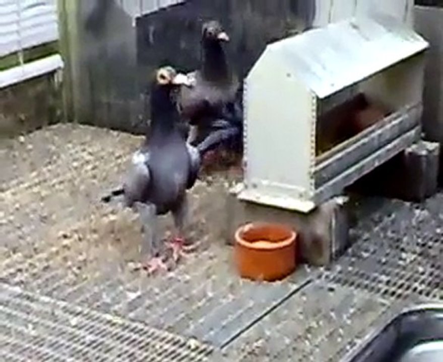 bağdadı güvercin video www.guvercinrehberi.com