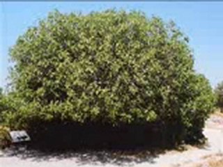 hastane önünde incir agacı