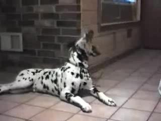 chiens qui parlent