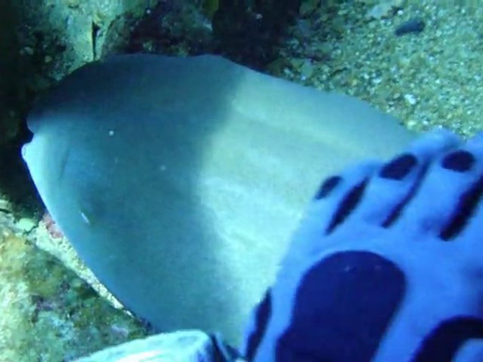 Comforting the Nurse Shark