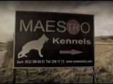 MAESTRO KENNELS EĞİTİM VE ÜRETİM ÇİFTLİĞİ