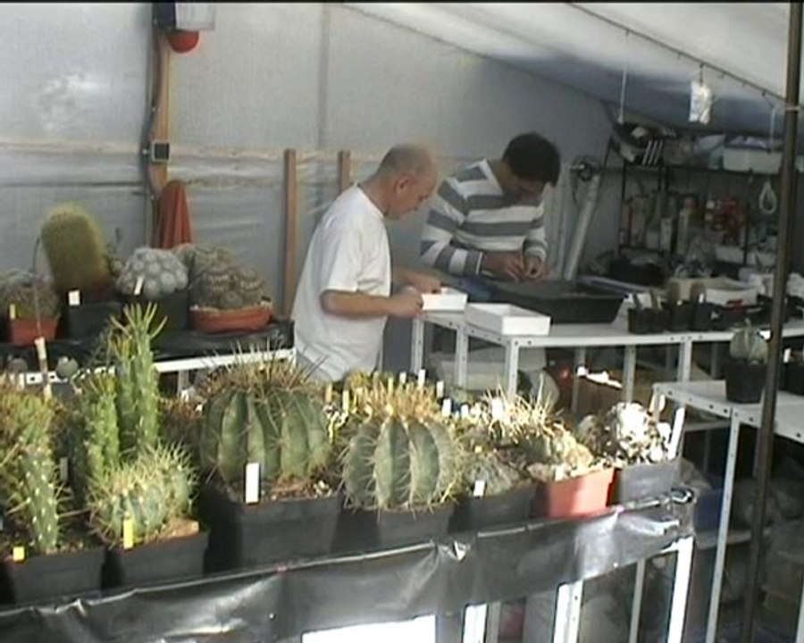 Récolte de graines Epine de France 2010