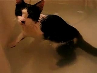 chat aime l'eau / cats love water