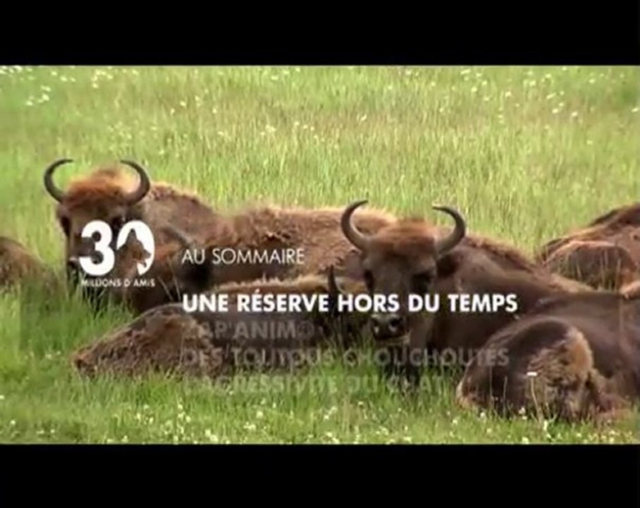 Sommaire émission 30 Millions d'Amis du 12-09-2010