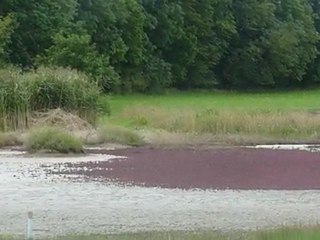 Grain de sel au bord de la mare salée de Blanche-Eglise