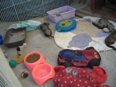 l'appel des friandises(asso les furets de la 2eme chance)