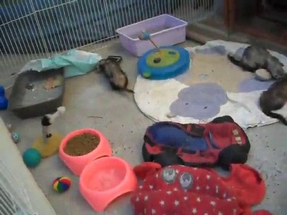 l'appel des friandises(asso les furets de la 2eme chance)