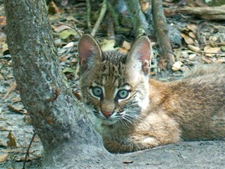 Bobcat Kittens "The Outside World"