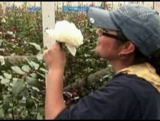 Edible Roses Enjoy Consumption Spike