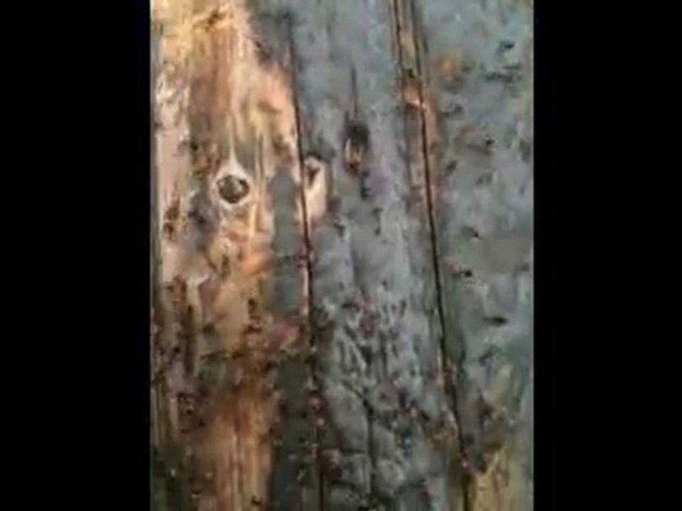 Fourmis Rouge