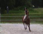 Concours Am Haras du soleil