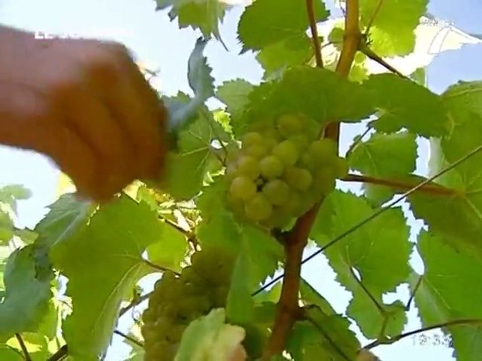 C'est parti pour les vendanges 2010! (Nantes)