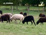 Le Mouton des landes de Bretagne (Pays de la Loire)