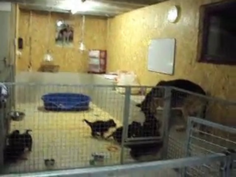 BACCARA surveille ses Bébés