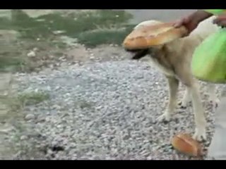 Av Köpeği CEKO