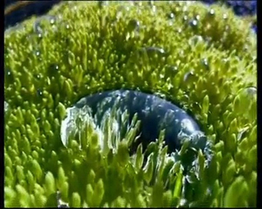 SENİN AŞKIN ALLAH'IM