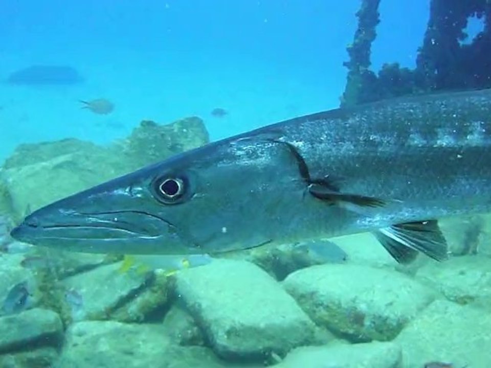 Tracking The Great Barracuda