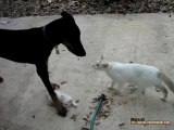 Kitteh Protects Kitten From Doberman