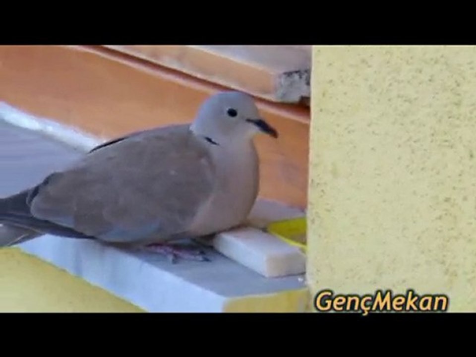 Üveyik (Kumru) Yem Yerken