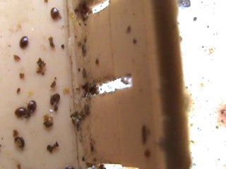 VARROA MÜCADELESİ...