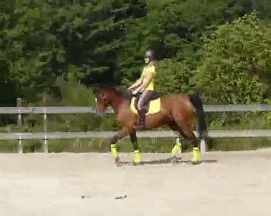 cours dressage fabrice