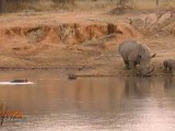 Baby Rhino meets Hippo in Kruger National Park