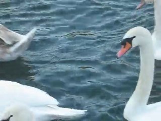 Les cygnes de l'Hiver