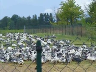 06 09 2010 Les truites à GABY 031