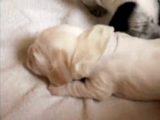 tendresse les bébés de vénus