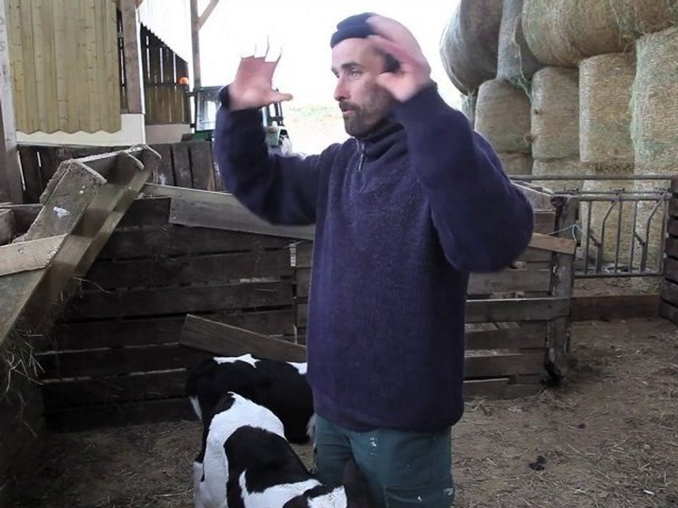 La vache bretonne 3