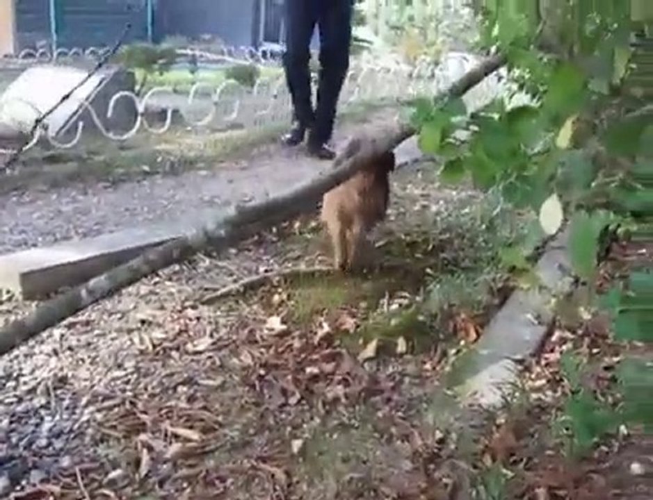 bébé singe fait du rodéo sur un marcassin