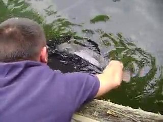 No Kill Policy in Shelters 🐾