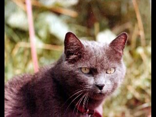 NOS AMIS LES ANIMAUX