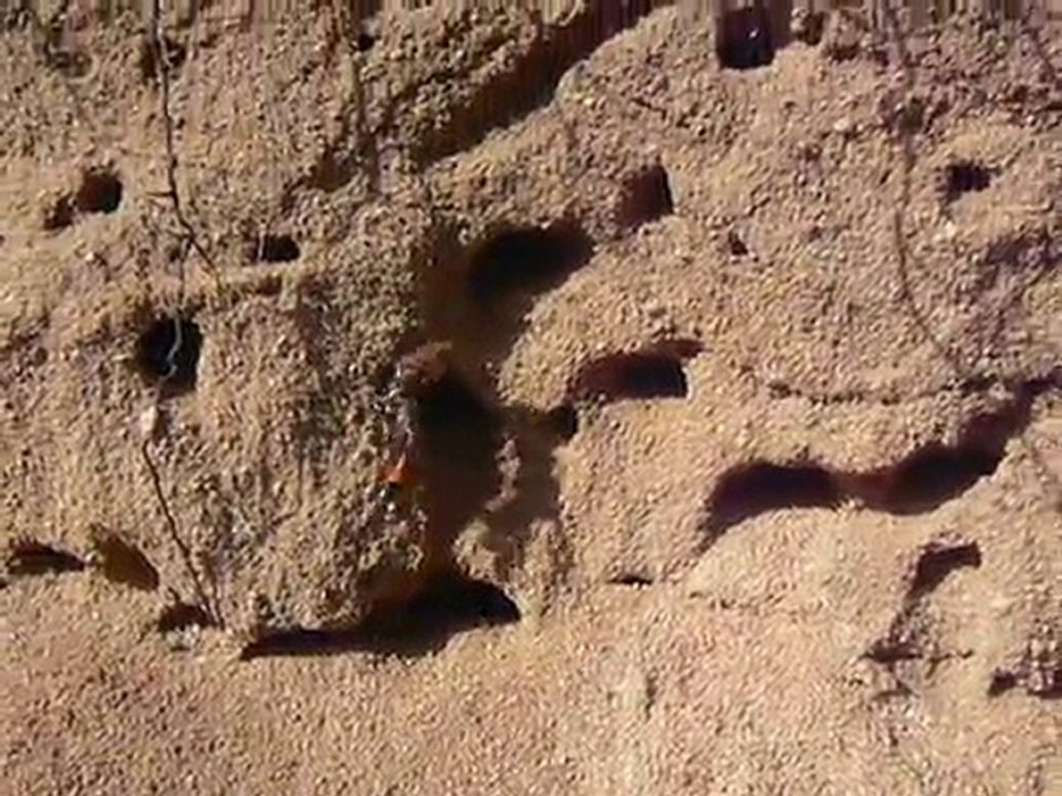 Ammophila sabulosa Quitteur avec proie Acronicta rumicis