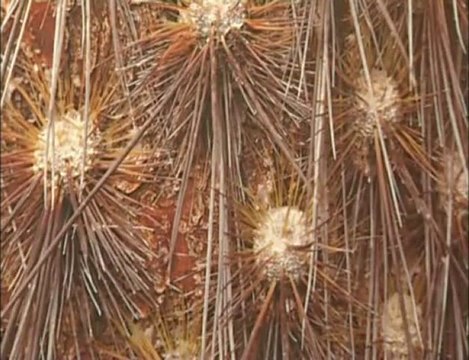 Cavalaire - Exposition Secrets d'Ecorces