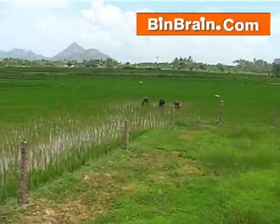 Padi farmers in Kanyakumari