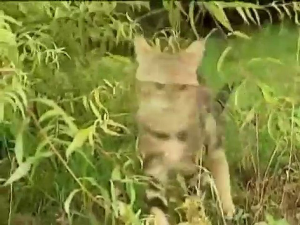 Oral sensitive royal canin