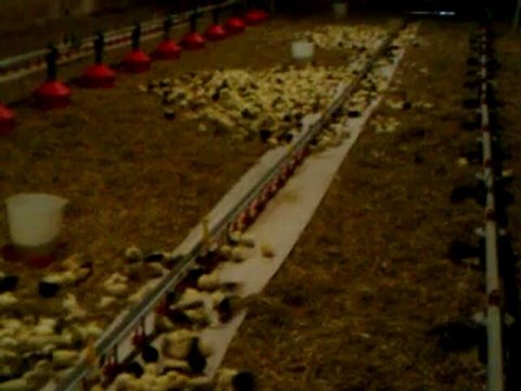 elsanor ornement.fr poussins Nègre soie septembre 10