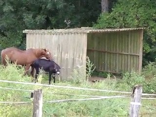 Dakota et Gribouille : Duel