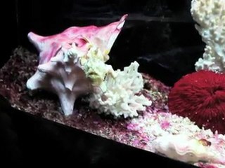 Las Vegas Crash Tour