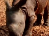 Baby rhino born at Whipsnade