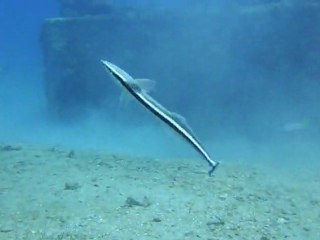 Rambling Remora