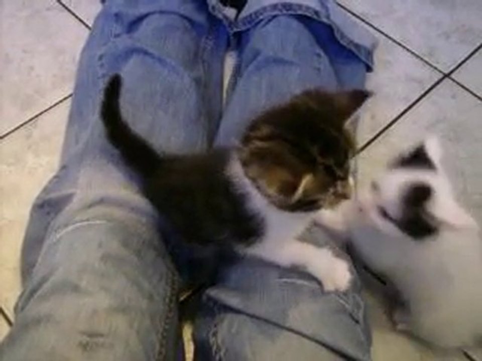 PETITS CHATS