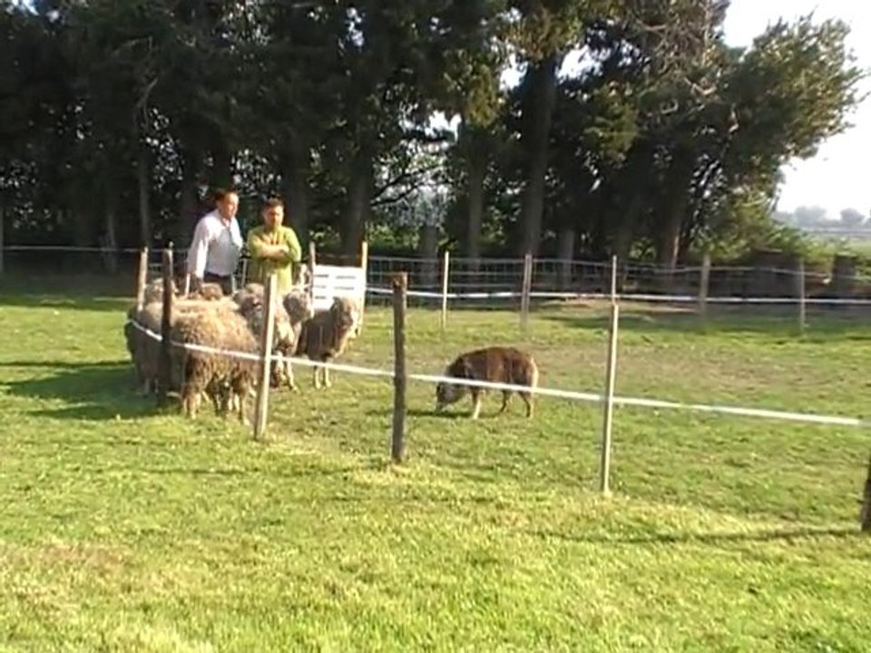 elixirr cant 18.04.10