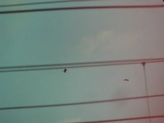 Cigognes noires Butte Bellot