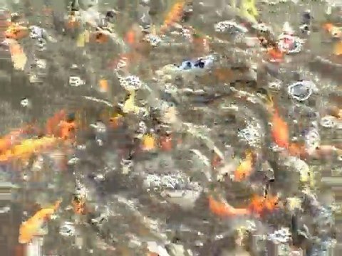 Alevins de carpes kois à la pisciculture carpio