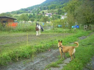Rencontre avec les poneys