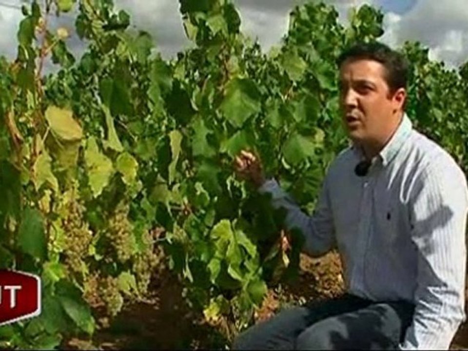 L'heure de la vendange approche ! (Mareuil-sur-Lay)