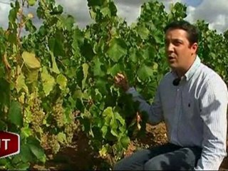 L'heure de la vendange approche ! (Mareuil-sur-Lay)